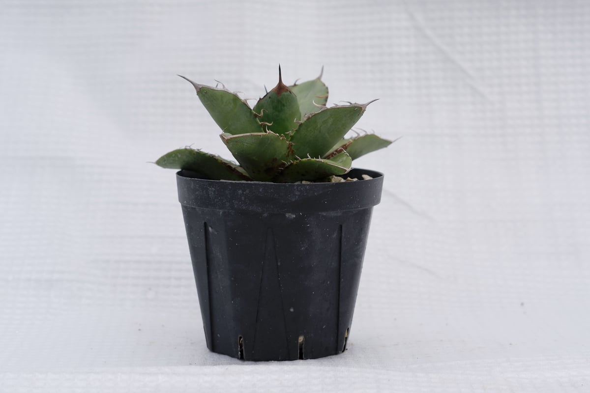 【No.012】アガベ オテロイ 実生 54株セット アガベ オテロイ 実生株 Agave oteroi seeding 050 | Sunny