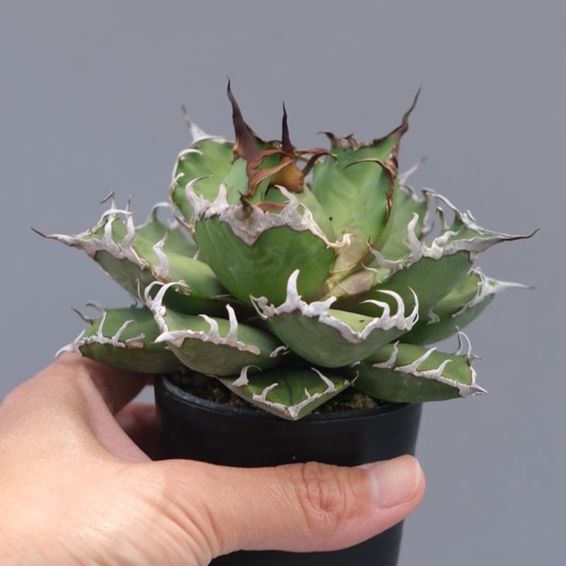 アガベ チタノタ シーザー Agave titanota caesar 196 | Sunny