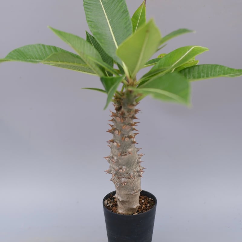 パキポディウム バロニー実生株040 Pachypodium baronii | Sunny