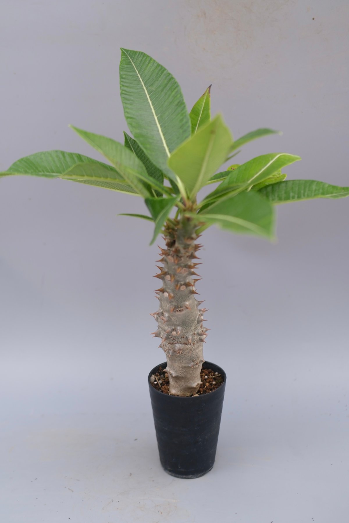 パキポディウム バロニー実生株040 Pachypodium baronii | Sunny