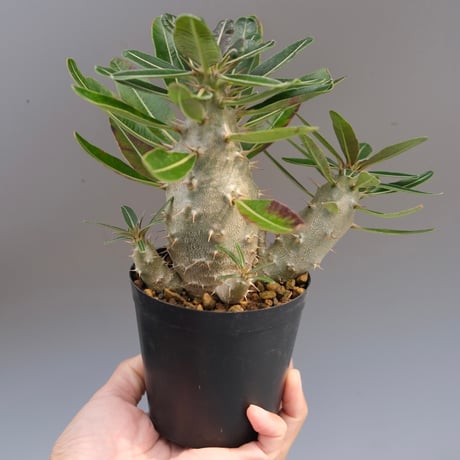 パキポディウムカクチペス | STORES