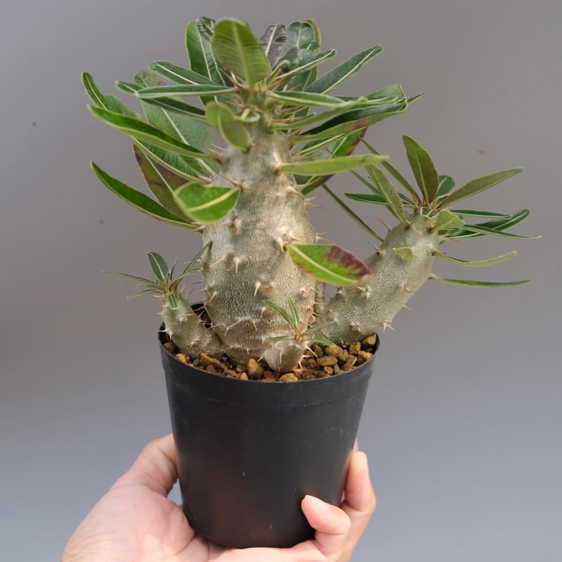 パキポディウム カクチペス 実生株 032 Pachypodium cactipes | Su