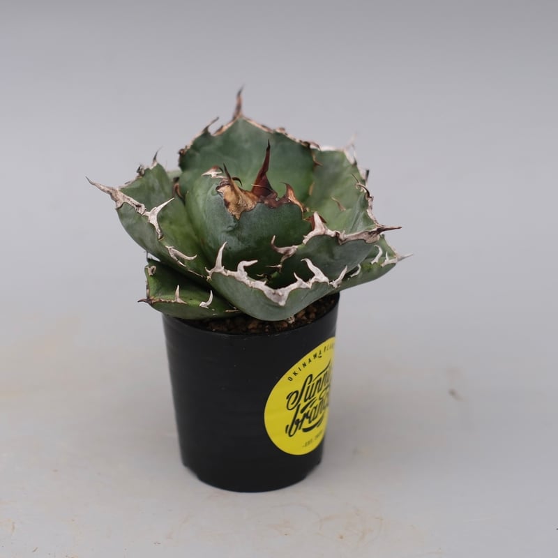 アガベ チタノタ 白鯨 Agave titanota white whale 229 | Su