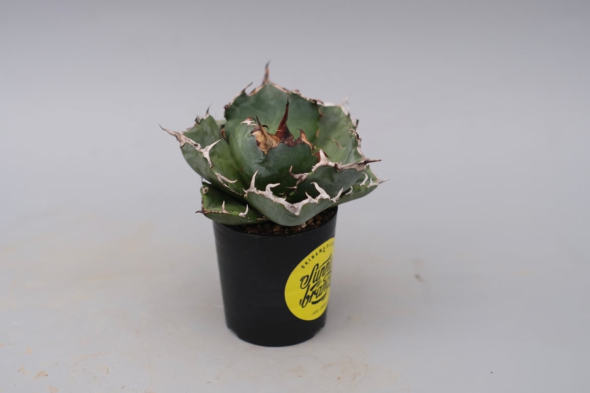アガベ チタノタ 白鯨 Agave titanota white whale 229 | Su