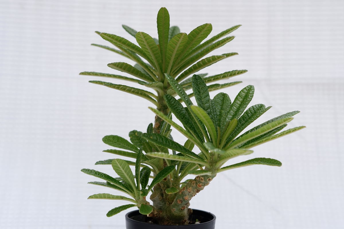 ドルステニア ギガス018 Dorstenia gigas | Sunny Branch