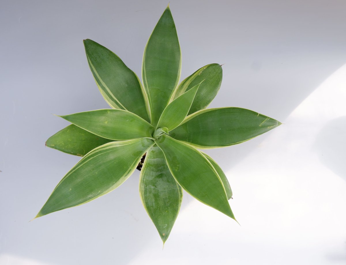 斑入り】アガべ アテナータ Agave attenuata 'Variegata' 002
