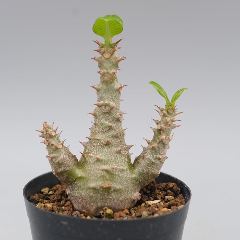 パキポディウム ウィンゾリー 実生株 028 Pachypodium windsorii |