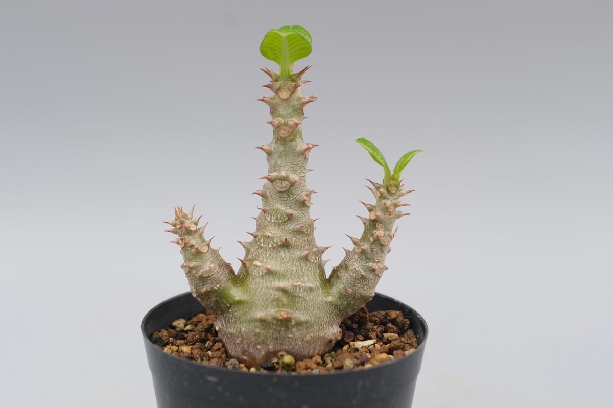 パキポディウム ウィンゾリー 実生株 028 Pachypodium windsorii |