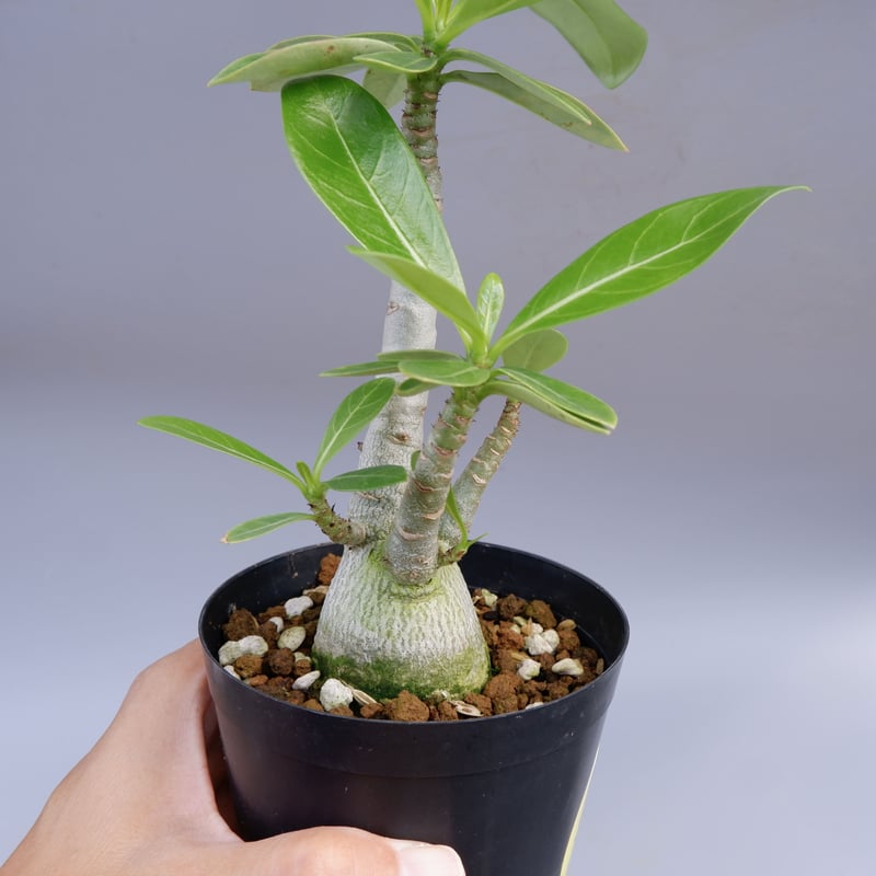 ② ［大株］アデニウム アラビカム 実生 アデニウム・アラビカム実生 途中からの記録｜🍀GreenSnap