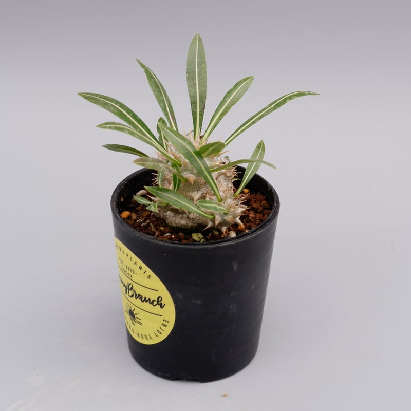 美株❗️植え替え可 パキポディウム ロスラーツム 実生 (検索