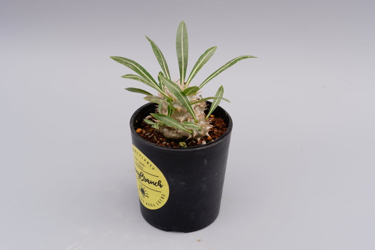 パキポディウム ロスラーツム 実生株 006 Pachypodium rosulatum ve