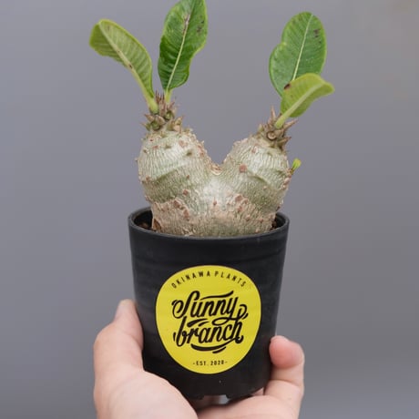 パキポディウムウィンゾリー | STORES