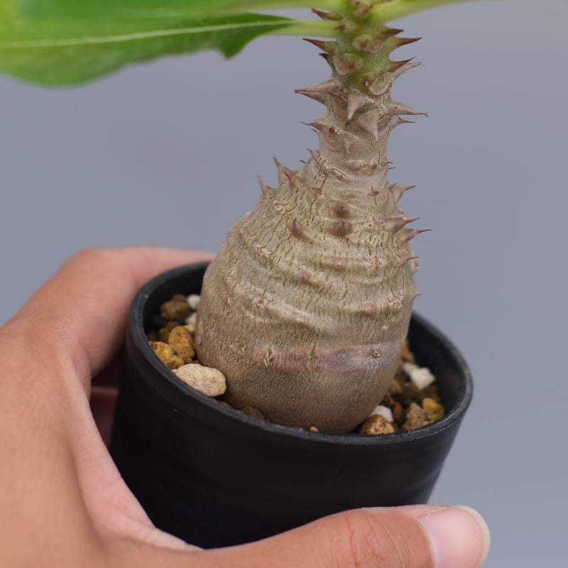 じぇむさんウィンゾリー パキポディウム ウィンゾリー 実生株 071 Pachypodium windsorii