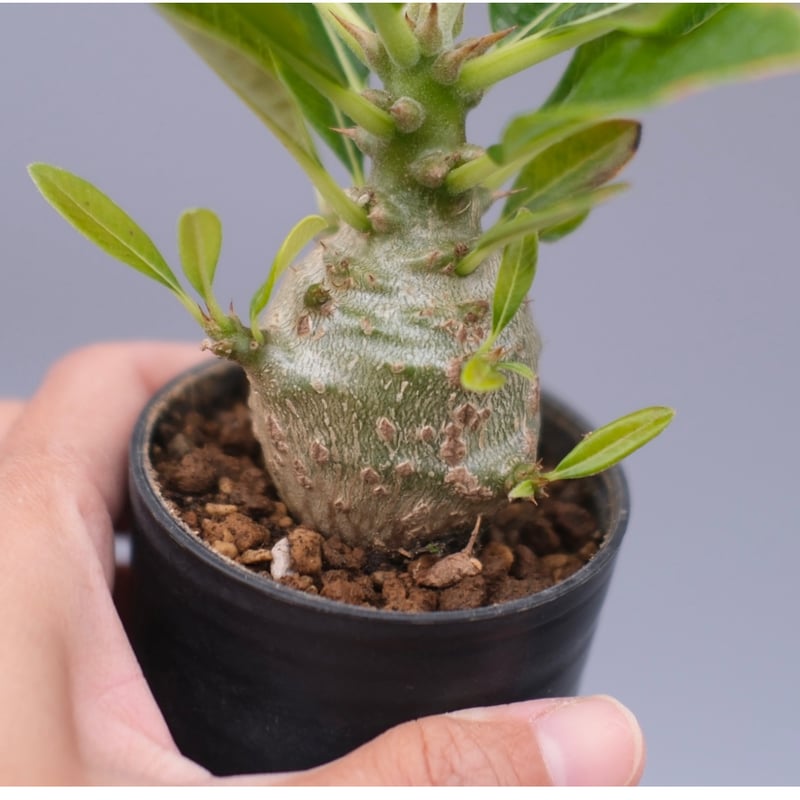 パキポディウム ウィンゾリー 実生株 098 Pachypodium windsorii |