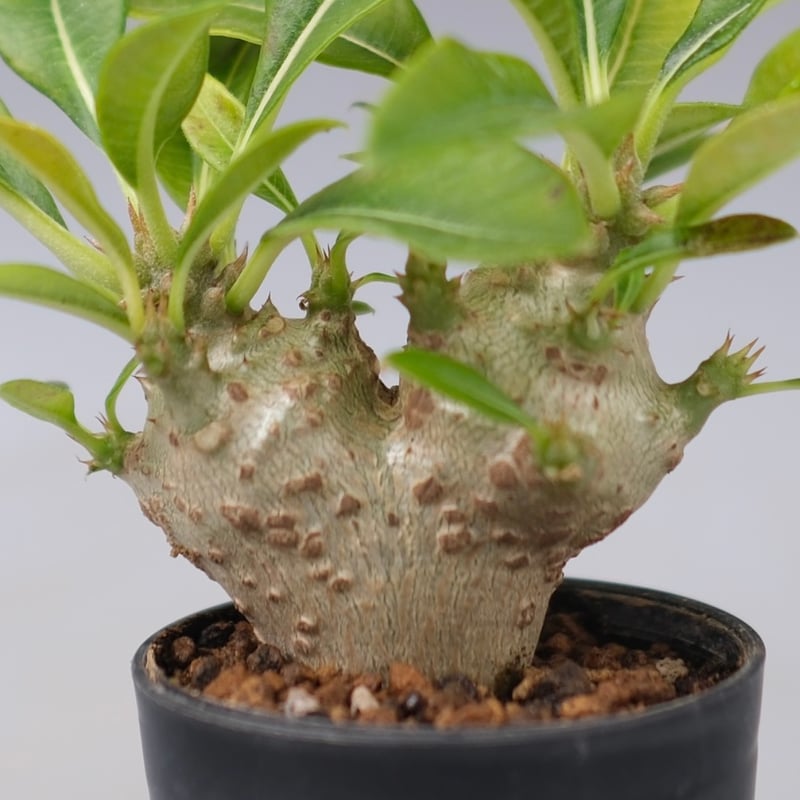 パキポディウム ウィンゾリー 実生株 113 Pachypodium windsorii |