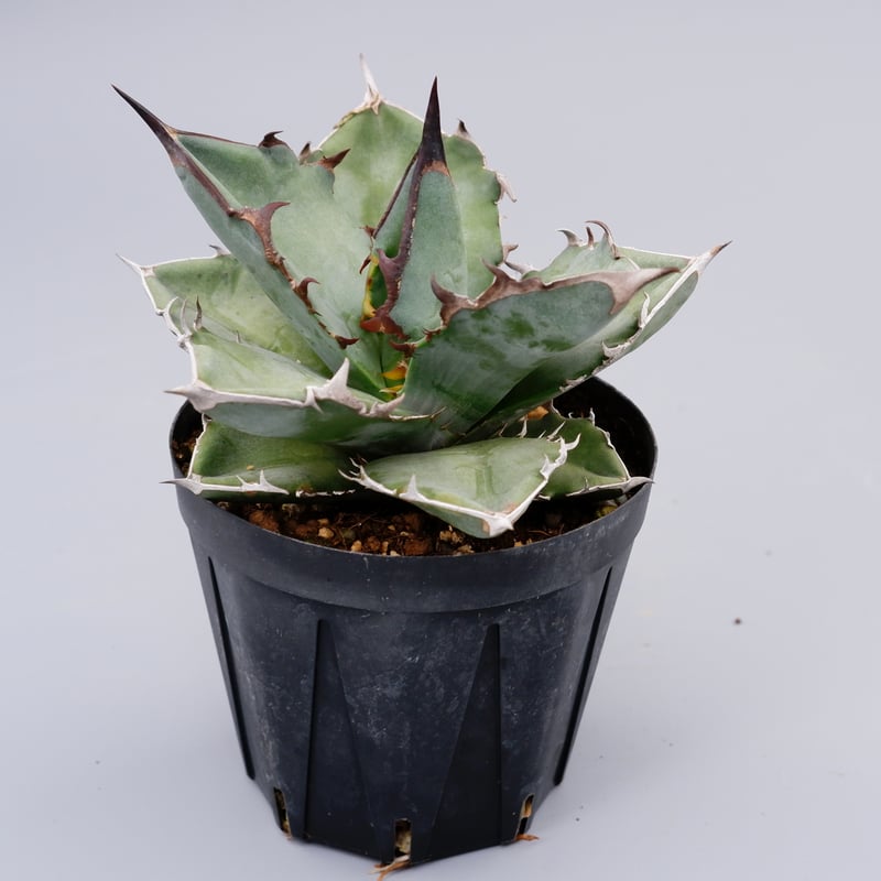アガベ チタノタ ドワーフ 003 Agave titanota 'Dwarf' | Sunn
