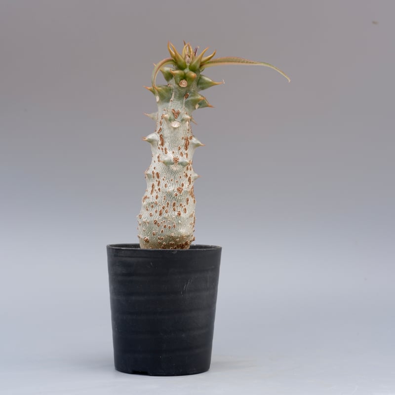 パキポディウム バロニー実生株021 Pachypodium baronii | Sunny