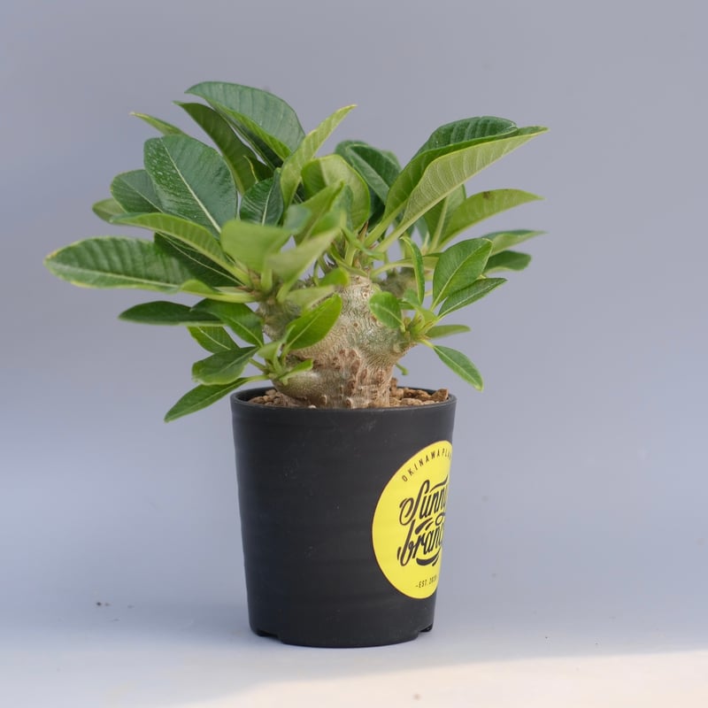 パキポディウム ウィンゾリー 実生株 096 Pachypodium windsorii |