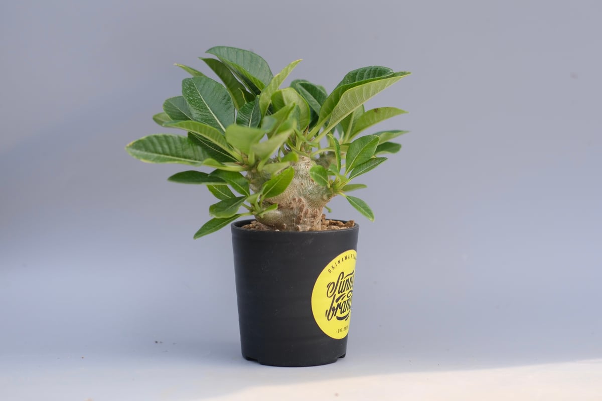 パキポディウム ウィンゾリー 実生株 096 Pachypodium windsorii |