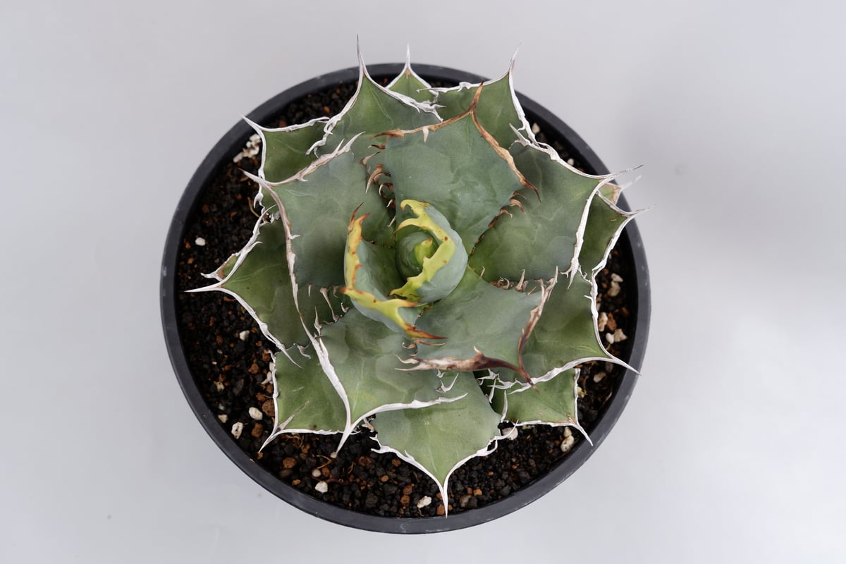 アガベ チタノタ 烈焔 001 Agave titanota 烈焔 | Sunny Branch アガベ チタノタ 烈焔 001 Agave titanota 烈焔 | Sunny Branch