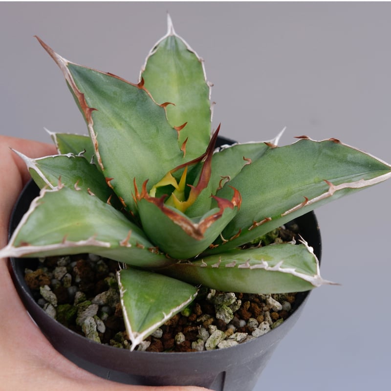 アガベ オテロイ 実生株 Agave oteroi seeding 079 | Sunny