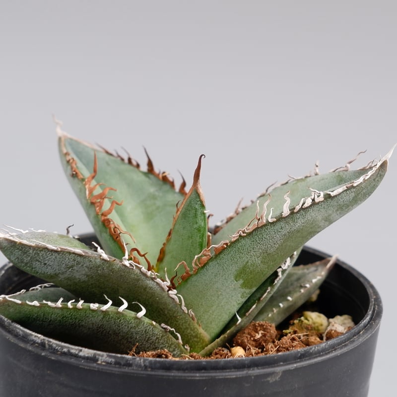 アガベ オテロイ 実生株 Agave oteroi seeding 052 | Sunny