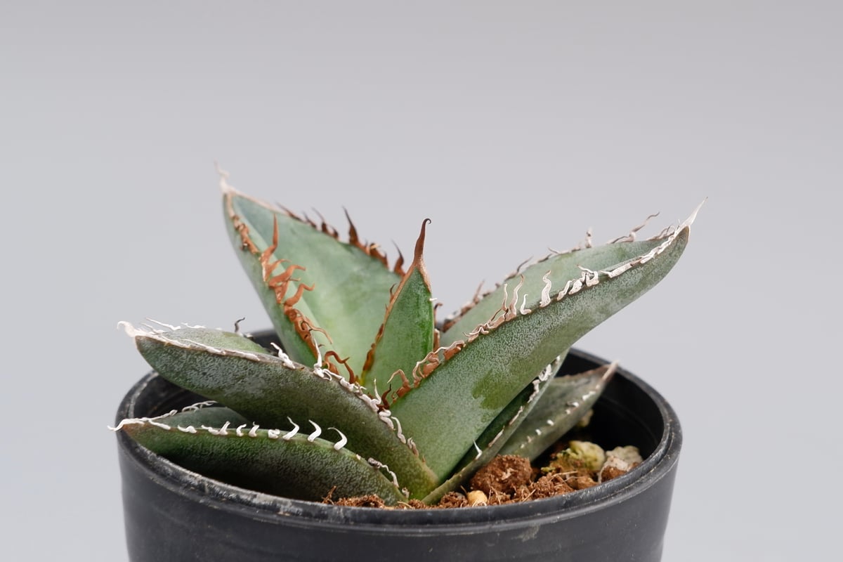 アガベ オテロイ 実生株 Agave oteroi seeding 052 | Sunny