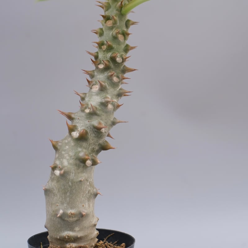 パキポディウム バロニー実生株043 Pachypodium baronii | Sunny