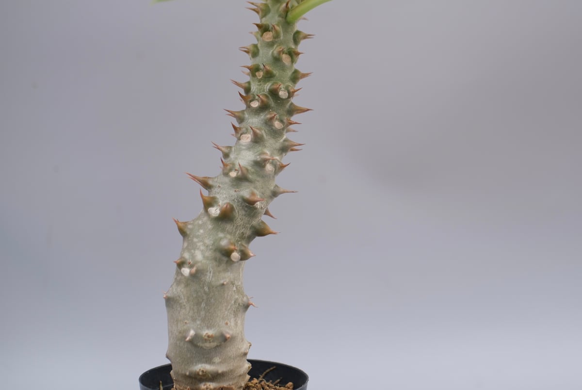 パキポディウム バロニー実生株043 Pachypodium baronii | Sunny