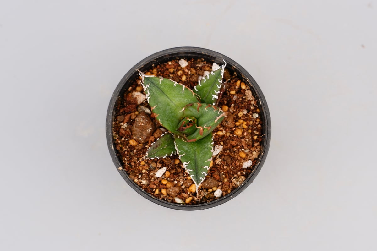 アガベ チタノタ シーザー Agave titanota caesar 095 | Sunny