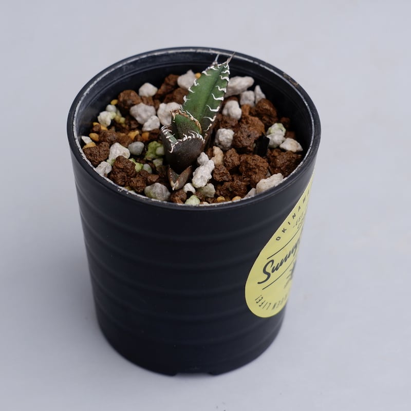アガベ チタノタ シーザー Agave titanota caesar 006 | Sunny