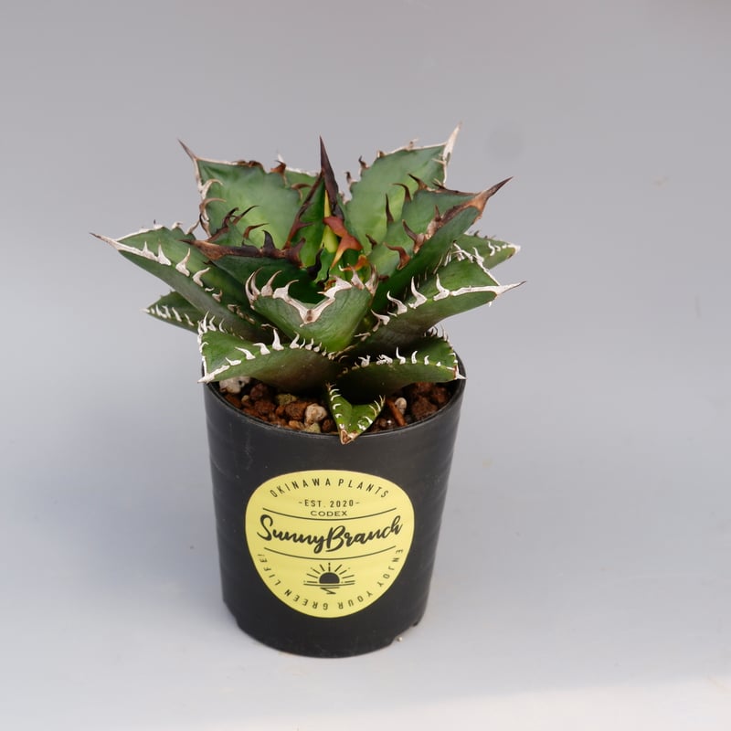 アガベ チタノタ レッドキャットウィーズル Agave titanota Red