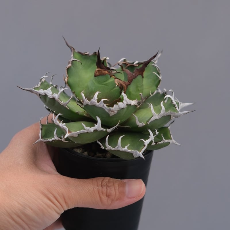 アガベ チタノタ シーザー Agave titanota caesar 194 | Sunny
