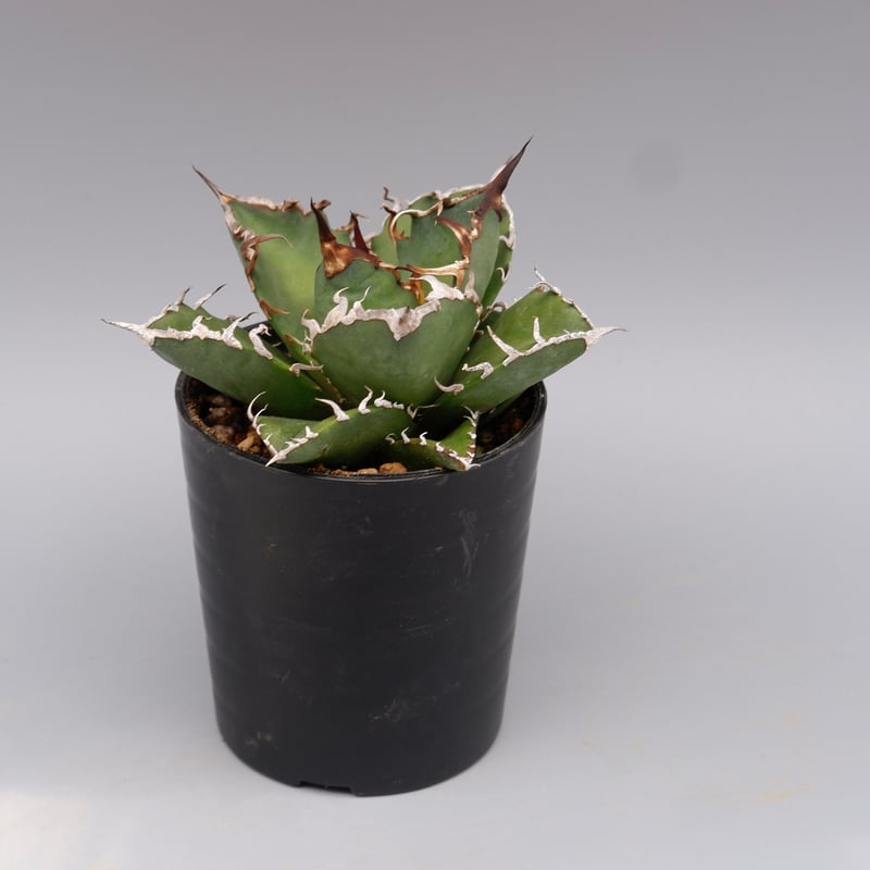 アガベ チタノタ シーザー Agave titanota caesar 115 | Sunny