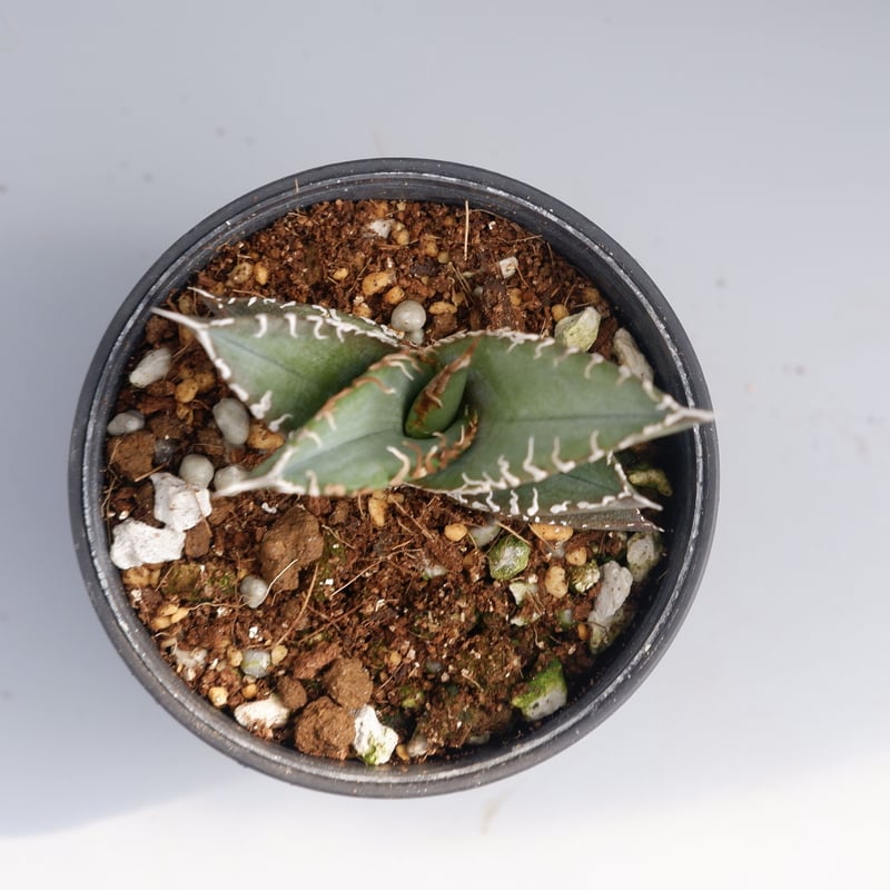 アガベ オテロイ 実生株 Agave oteroi seeding 033 | Sunny