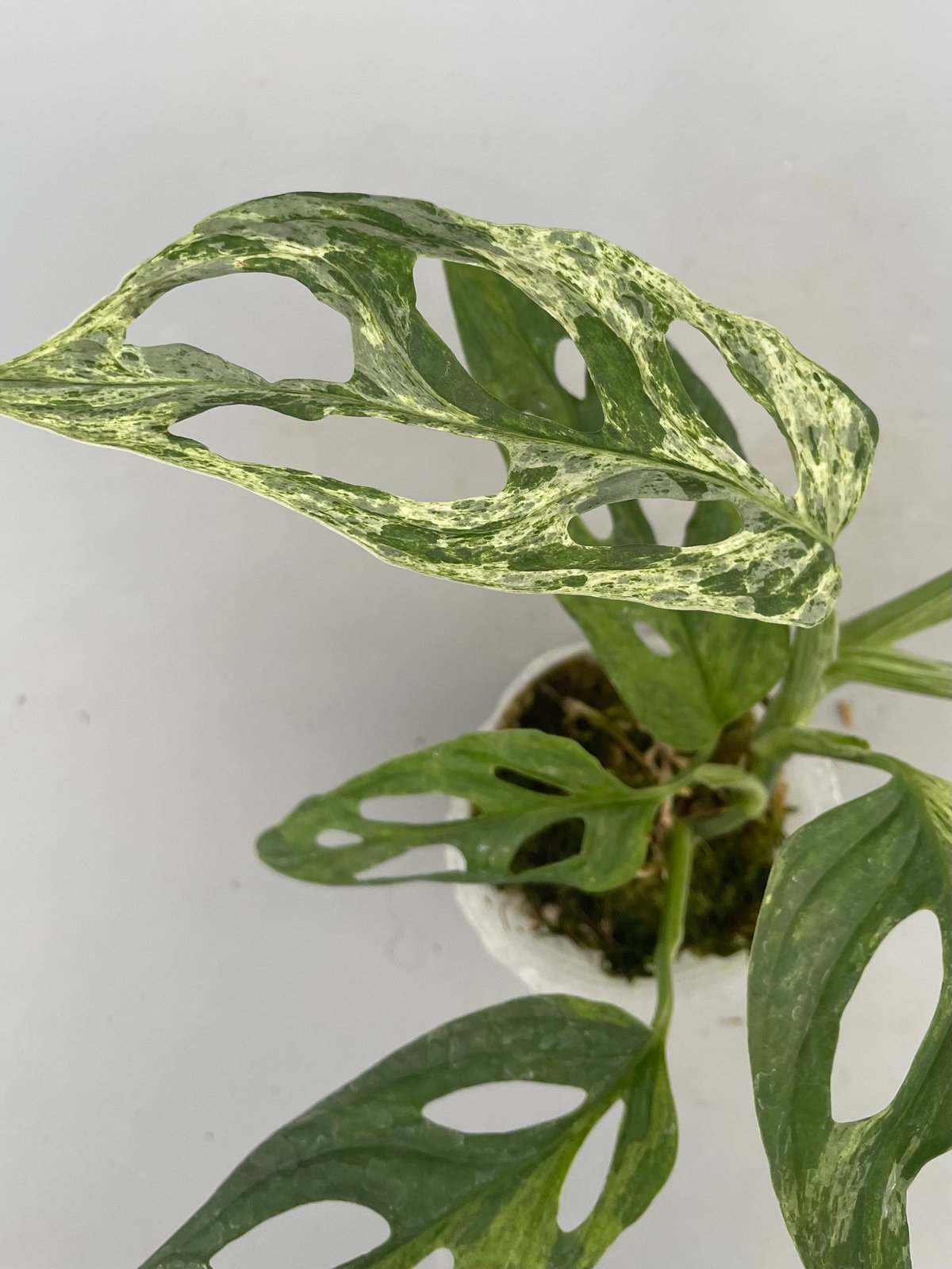 モンステラ アダンソニー バリエガータ ミント 斑入り Monstera