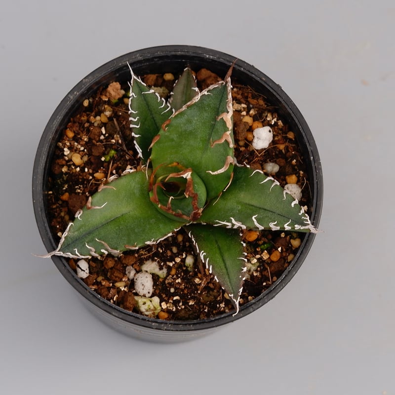 アガベ チタノタ シーザー Agave titanota caesar 075 | Sunny