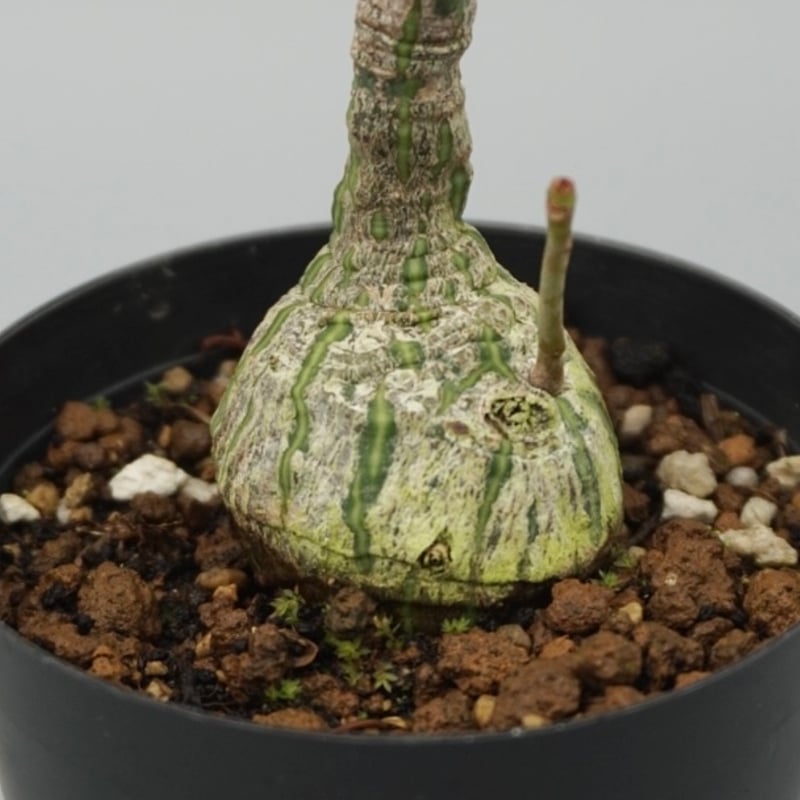 丸々ボンバックス ボンバックス・エリプティクム | 多肉植物・特別な鉢の販売