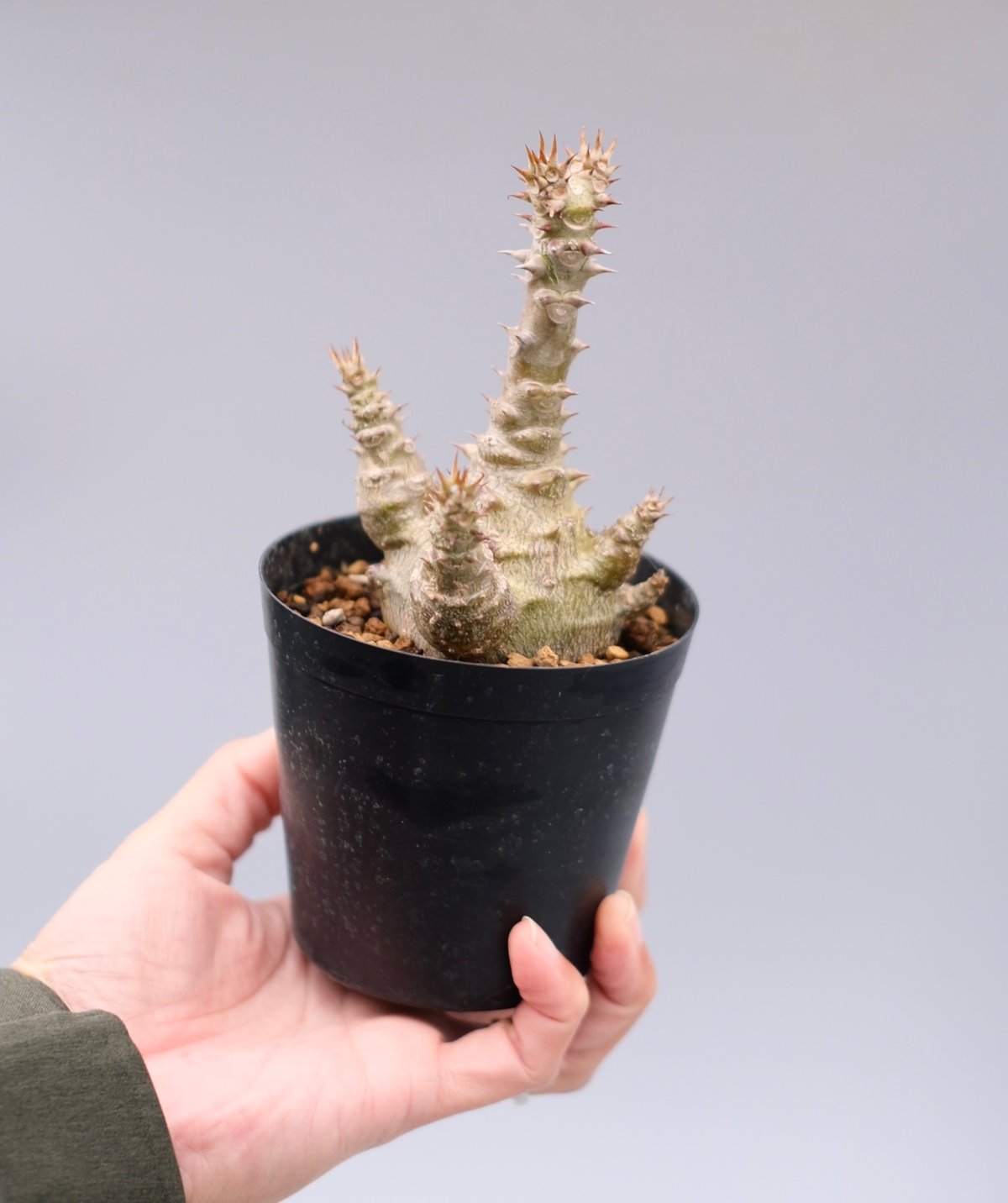 パキポディウム ウィンゾリー Pachypodium windsorii 実生⑤ ウィンゾリー実生株、理想の形にはなりそうにないけど今年も元気で