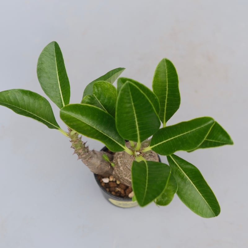 パキポディウム ウィンゾリー 実生株 073 Pachypodium windsorii