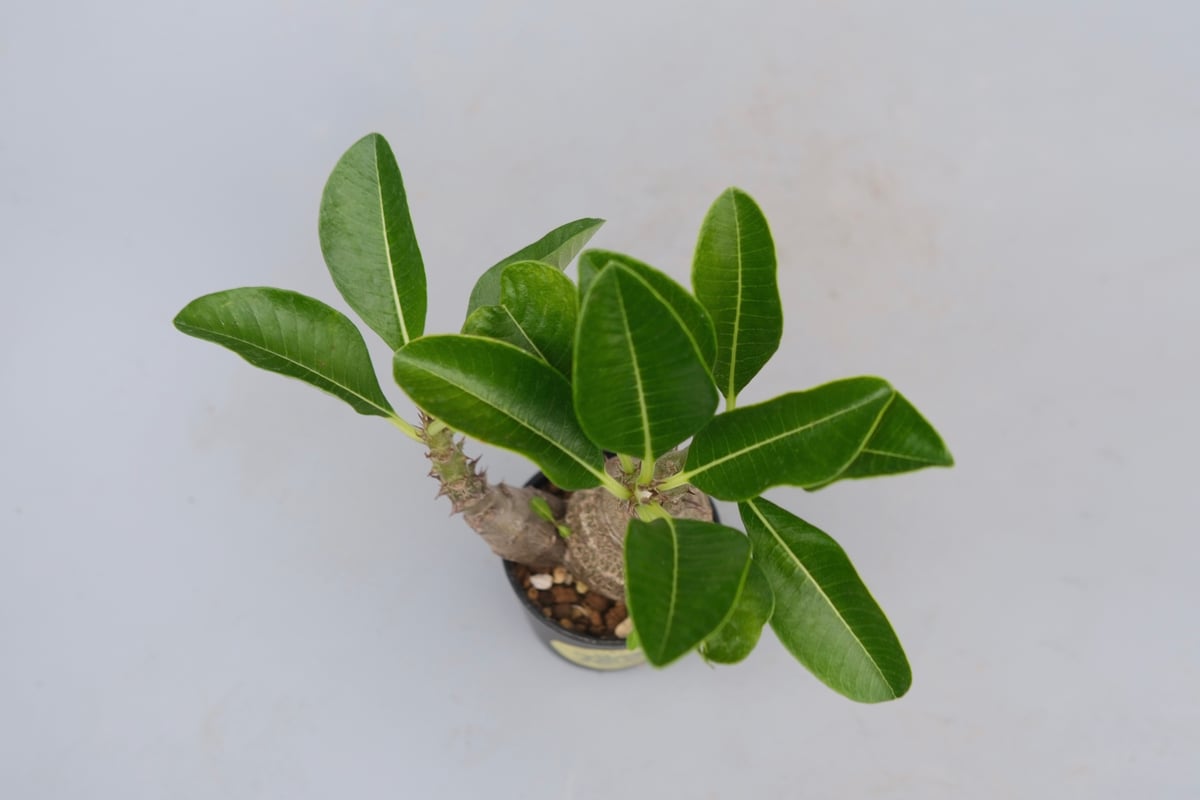 パキポディウム ウィンゾリー 実生株 073 Pachypodium windsorii |