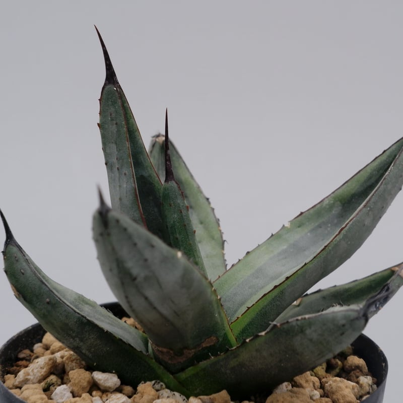 アガベ シャークバイト001 Agave Sharkbite | Sunny Branch