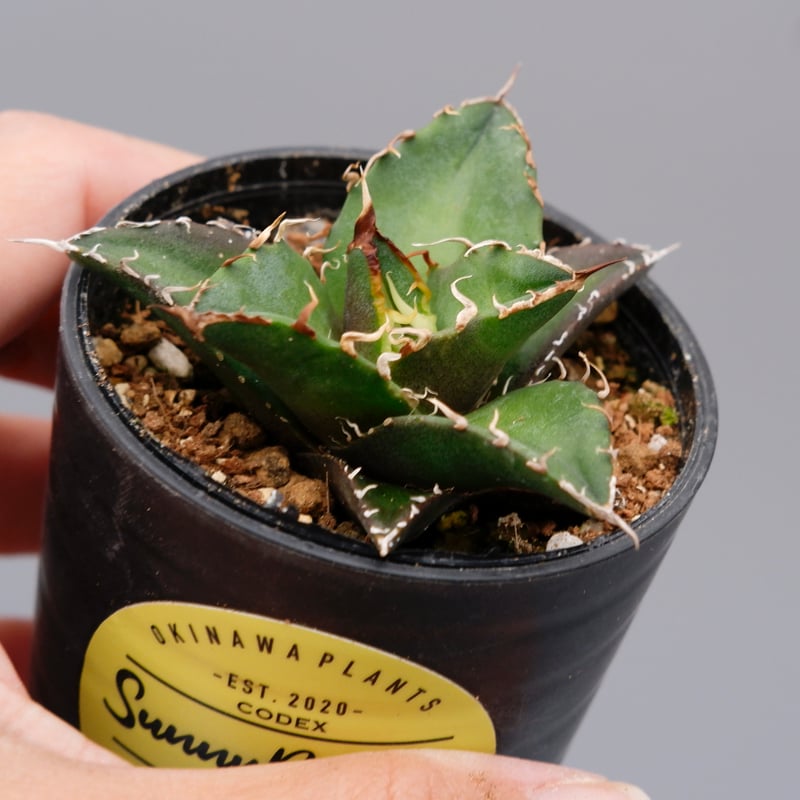 アガベ　チタノタ　シーザー　美株　【C60104】 アガベ チタノタ シーザー Agave titanota caesar 104 | Sunny
