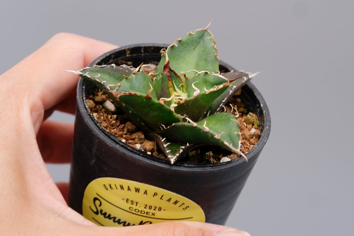 アガベ チタノタ シーザー Agave titanota caesar 104 | Sunny