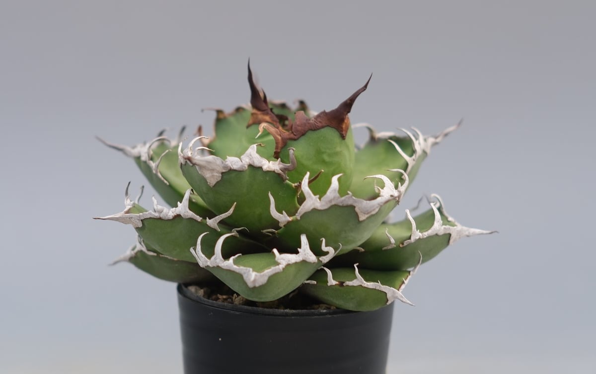 アガベ チタノタ シーザー Agave titanota caesar 194 | Sunny
