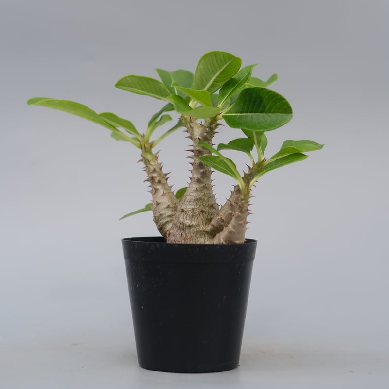 パキポディウム ウィンゾリー 実生株 075 Pachypodium windsorii |