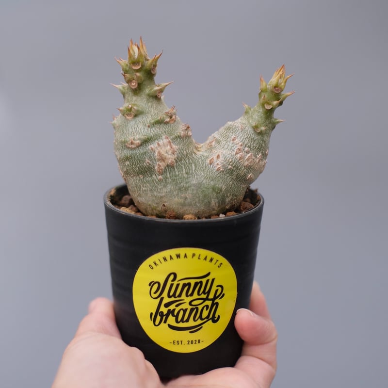 パキポディウム ウィンゾリー 実生株 133 Pachypodium windsorii |