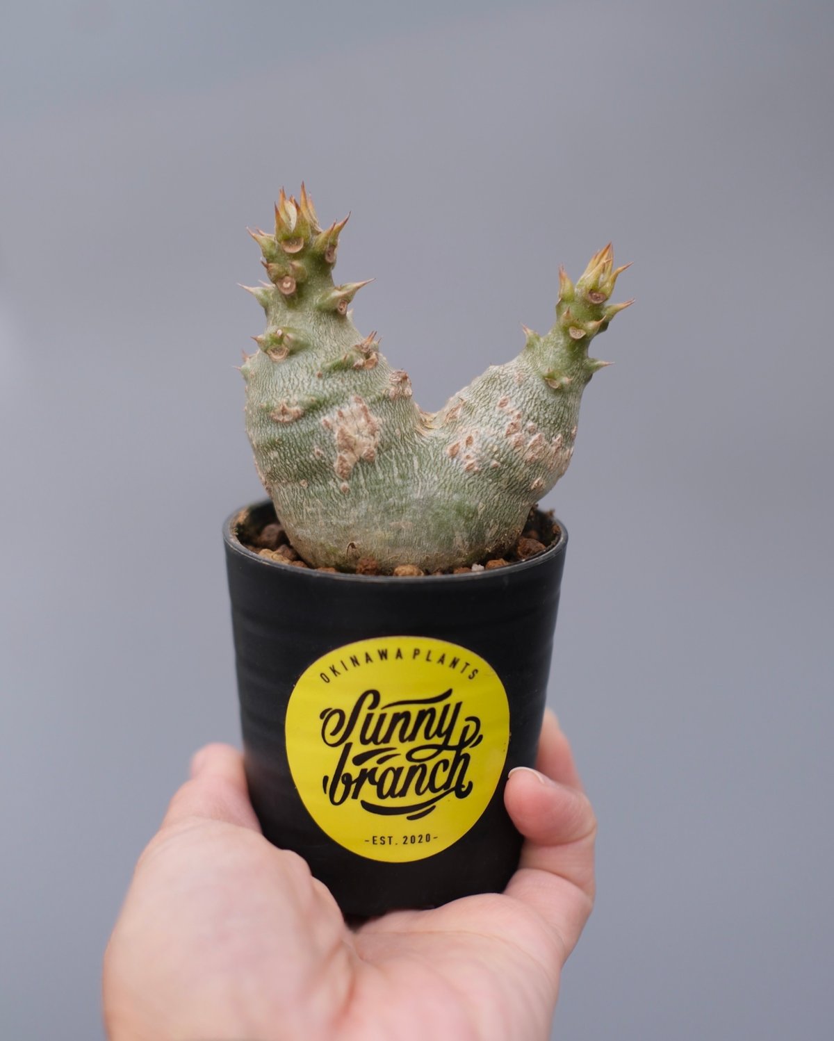 パキポディウム ウィンゾリー 実生株 133 Pachypodium windsorii |