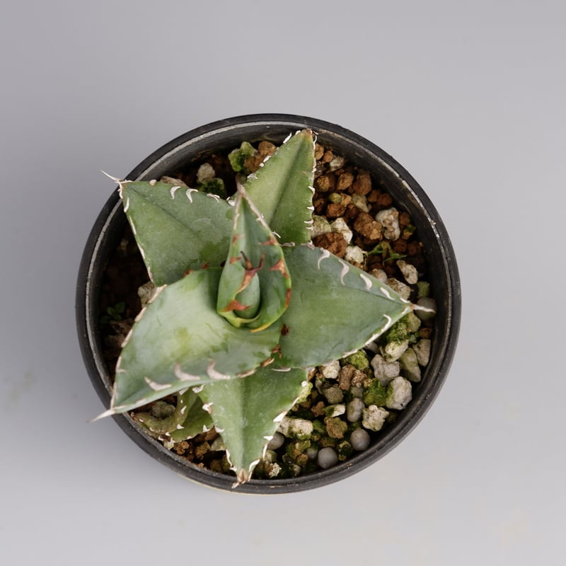 アガベ オテロイ 実生株 Agave oteroi seeding 025 | Sunny