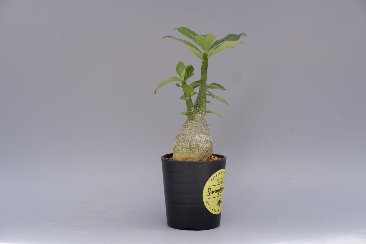 アデニウム ソマレンセ 実生株 Adenium somalense 003 | Sunny B